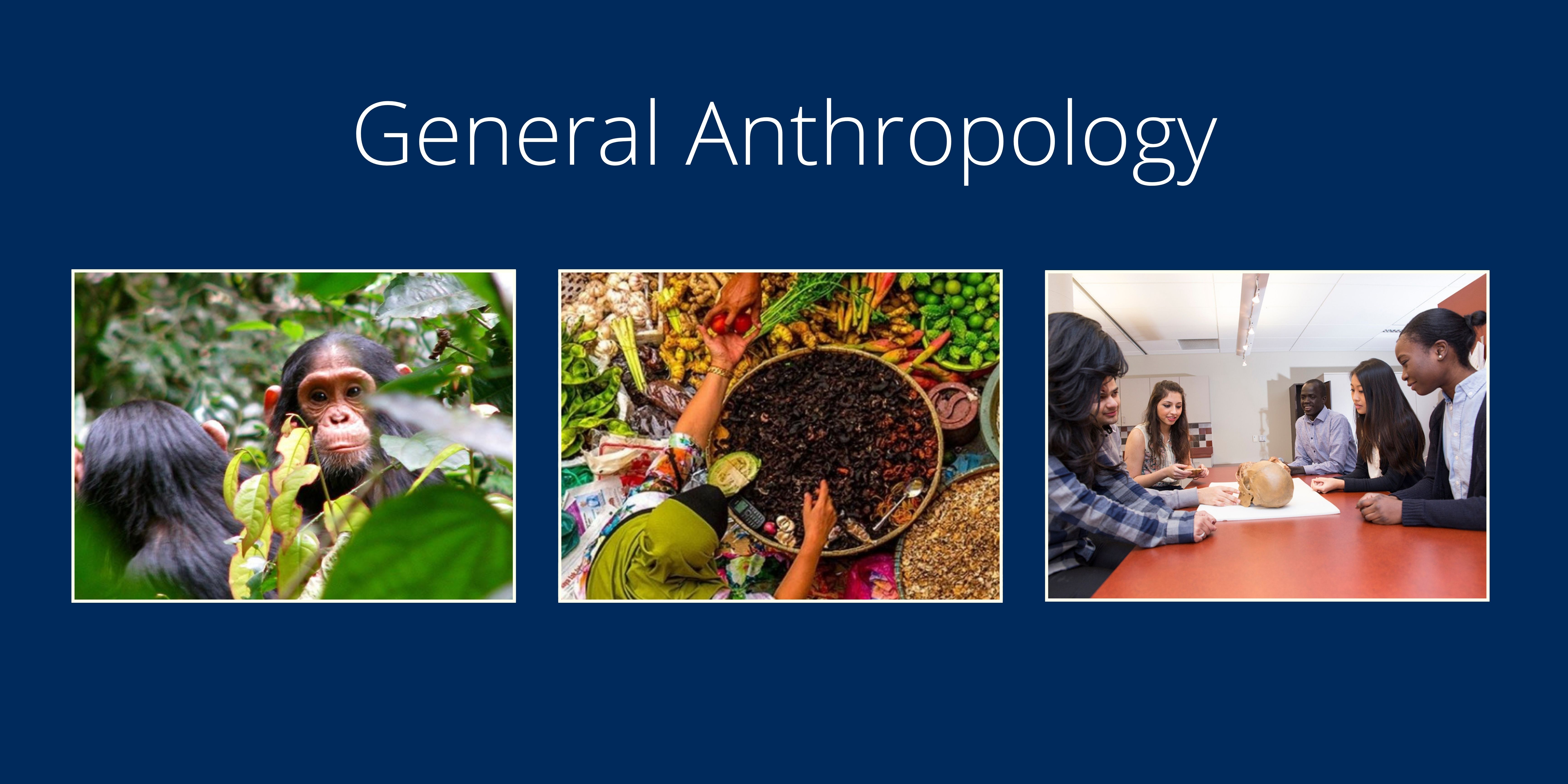 Three images. One of a monkey, one of a woman surrounded by vegetables and spices at a market, and a third of six people sitting at a table looking at skulls.