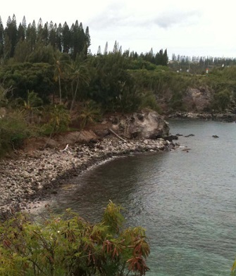 A tree line along a body of water