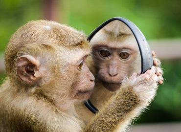 Monkey with Mirror